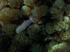 Conglomeratusclera coerulea