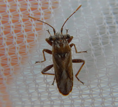 Henestarinae
