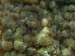 Conglomeratusclera coerulea