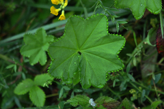 Alchemilla xanthochlora