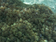 Conglomeratusclera coerulea