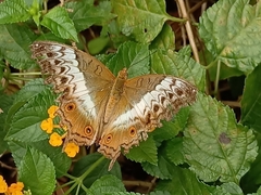 Vindula dejone erotella