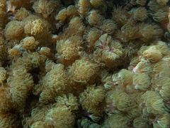 Conglomeratusclera coerulea