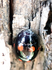 Paropsisterna octosignata