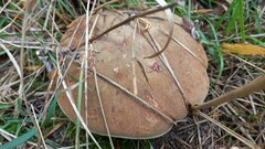 Xerocomus ferrugineus