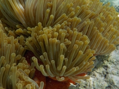 Heteractis magnifica