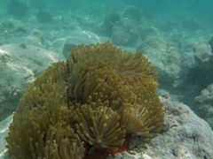 Heteractis magnifica