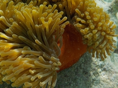 Heteractis magnifica