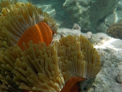 Heteractis magnifica