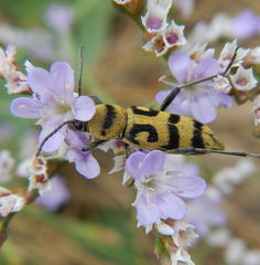 Chlorophorus varius