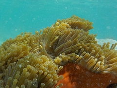 Heteractis magnifica