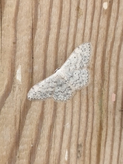 Scopula marginepunctata