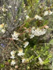 Pimelea linifolia linifolia