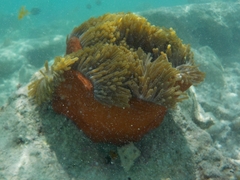 Heteractis magnifica