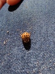 Harmonia axyridis