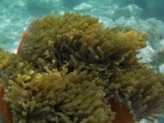 Heteractis magnifica