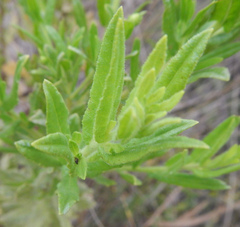 Dittrichia viscosa