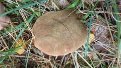 Xerocomus ferrugineus