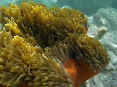 Heteractis magnifica