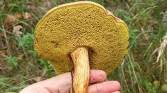 Xerocomus ferrugineus