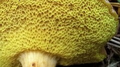 Xerocomus ferrugineus