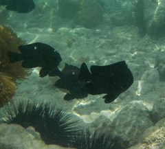 Dascyllus trimaculatus