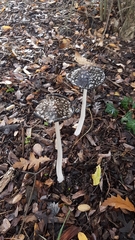 Coprinopsis picacea