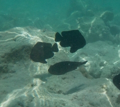 Dascyllus trimaculatus