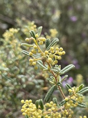 Pomaderris angustifolia