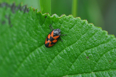 Cercopis vulnerata