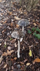 Coprinopsis picacea