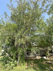 Phyllanthus emblica