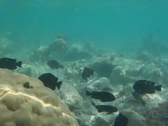 Dascyllus trimaculatus