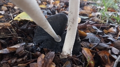 Coprinopsis picacea