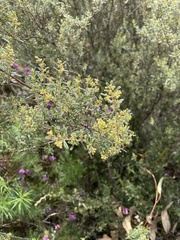Pomaderris angustifolia