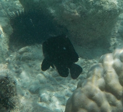 Dascyllus trimaculatus