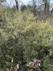 Pomaderris angustifolia