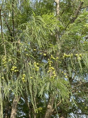 Phyllanthus emblica
