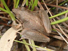 Litoria