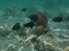 Dascyllus trimaculatus