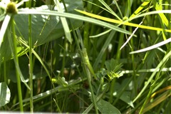Acrida cinerea