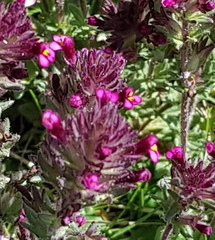 Parentucellia latifolia