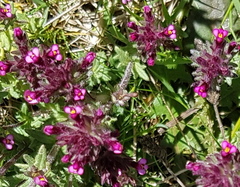 Parentucellia latifolia