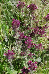 Parentucellia latifolia