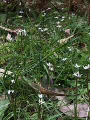 Wurmbea uniflora