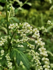 Artemisia lactiflora
