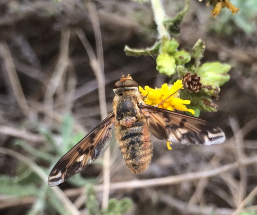 Poecilanthrax arethusa