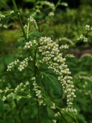 Artemisia lactiflora