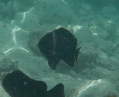 Dascyllus trimaculatus