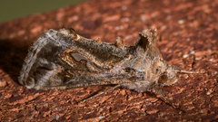 Chrysodeixis argentifera